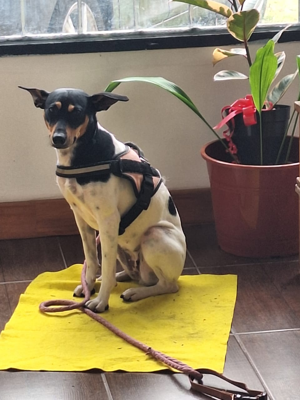 Espacio de atención de Veterinaria Temperley